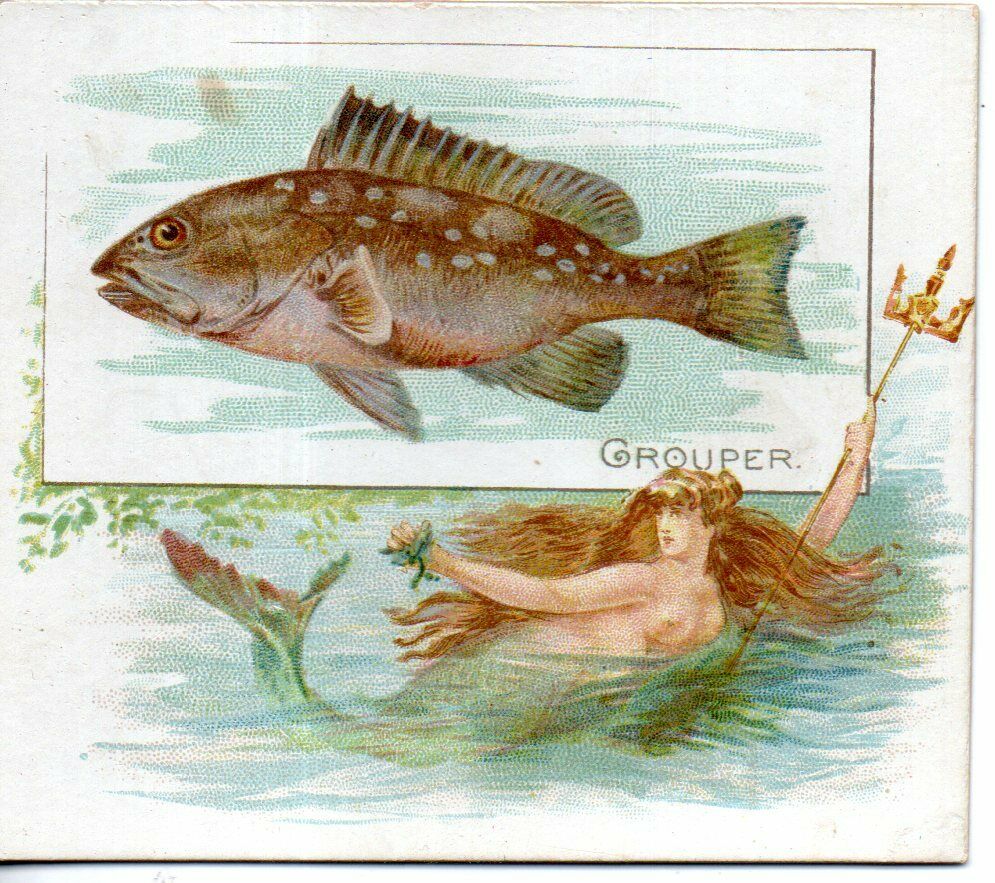 73344. Allen & Ginter Cig Card "50 Fish From American Waters" Grouper W/ Mermaid